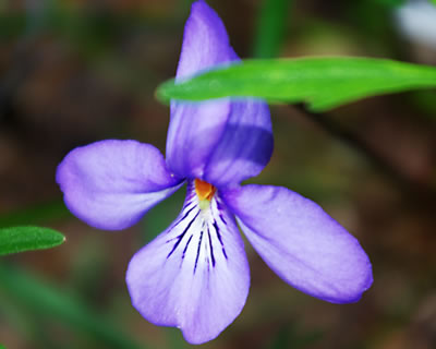 Viola pedata